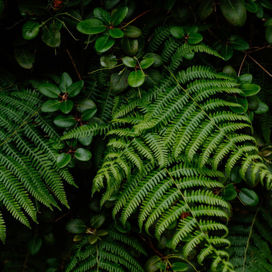 Beautiful Western Sword Fern Leaves