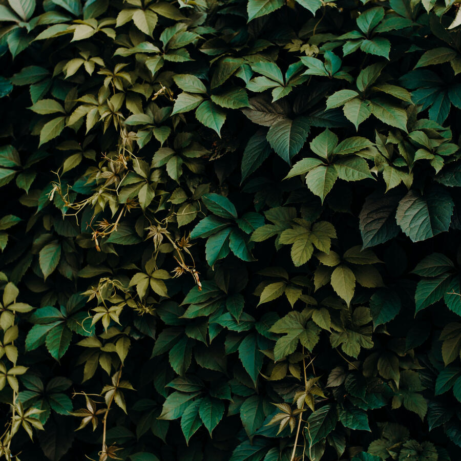 Beautiful Virginia Creeper Leaves