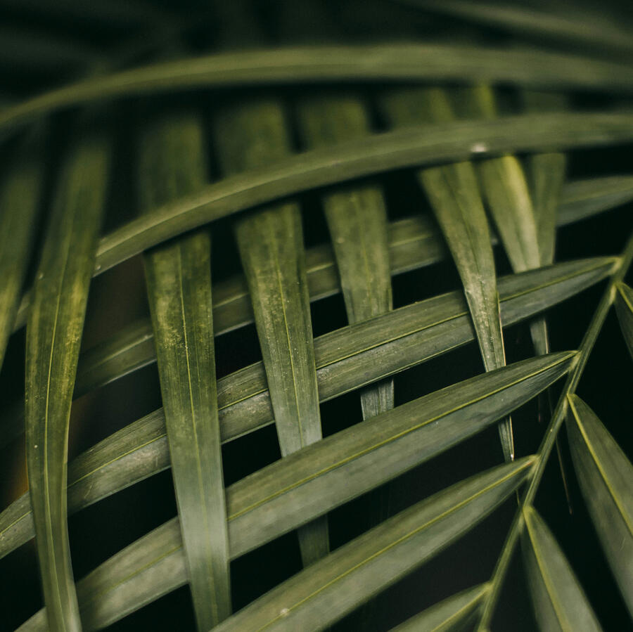 Beautiful Parlor Palm Leaves Interconnected With One Another