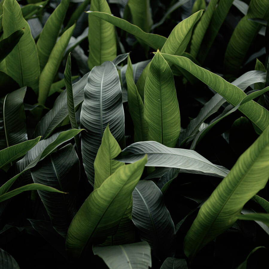 Beautiful Bird of Paradise (Leaves)