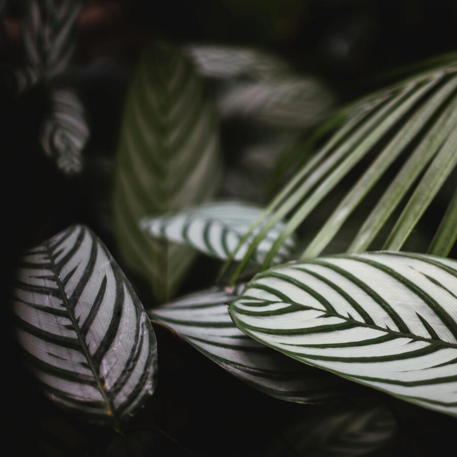 Beautiful Calathea 'Majestica' Leaves