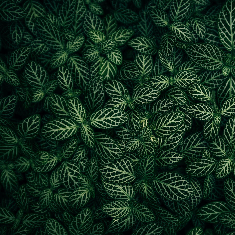 Beautiful Nerve Plant Leaves
