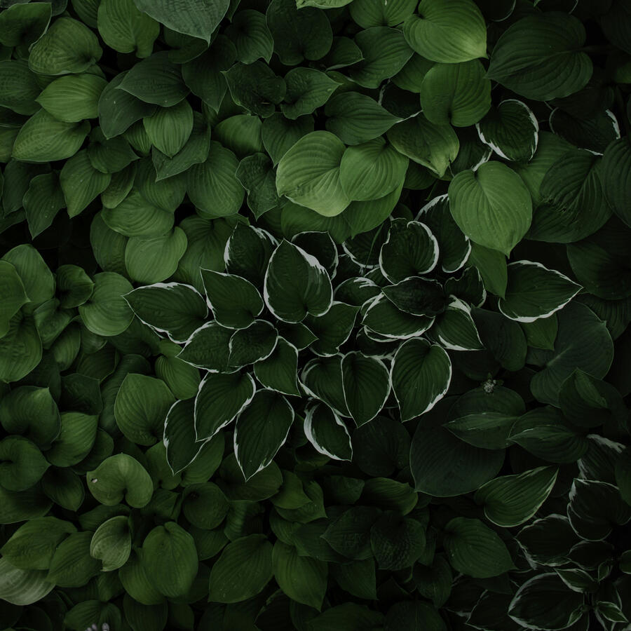 Beautiful Hosta Plant Leaves