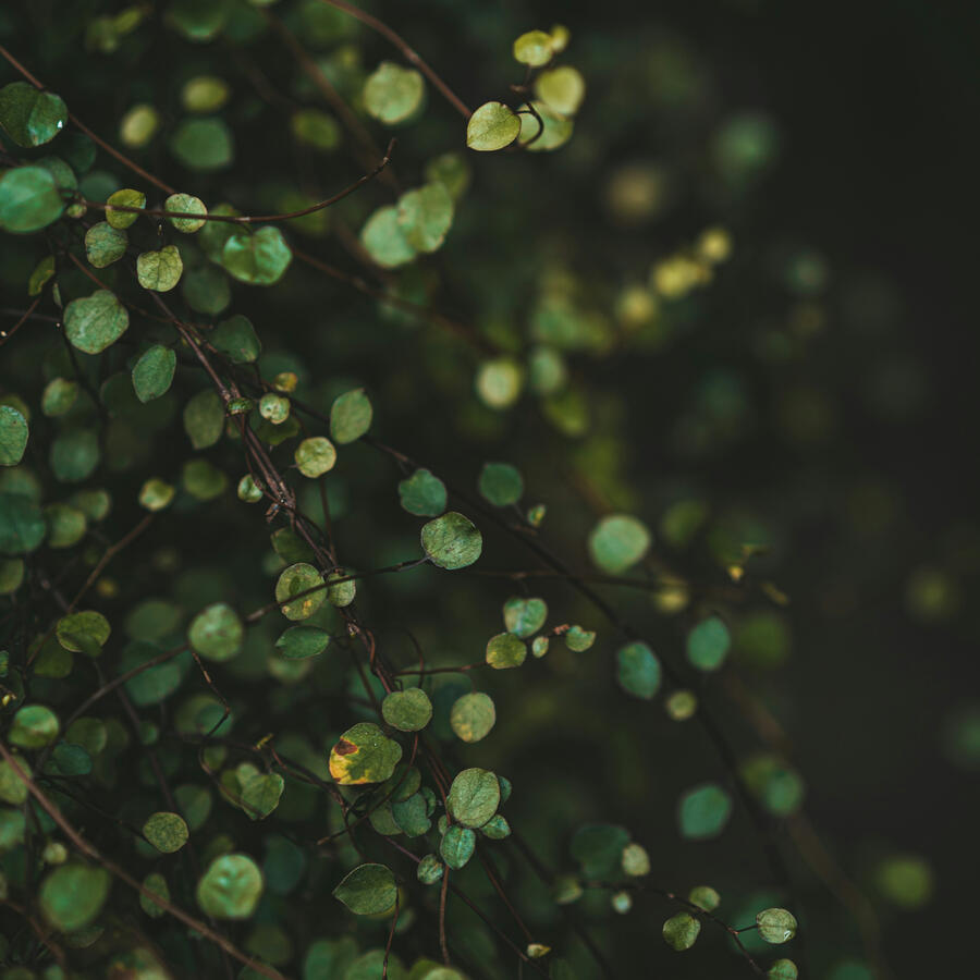 Beautiful Creeping Wire Vine Leaves