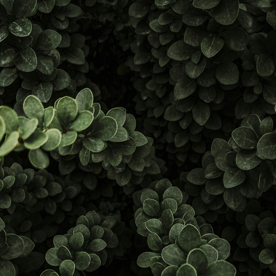 Beautiful Japanese Barberry Leaves
