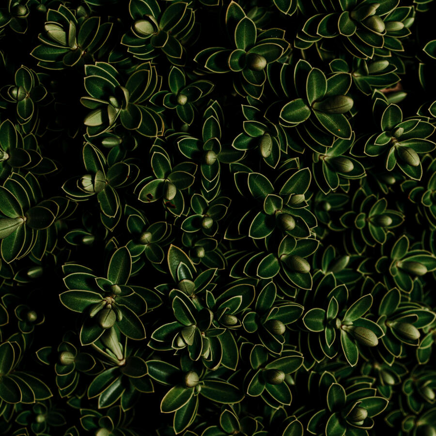 Beautiful Boxwood Leaves