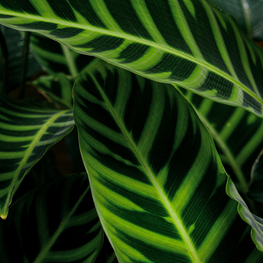 Beautiful Peacock Plant Leaves