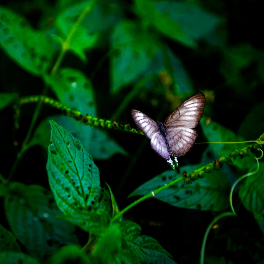 Beautiful Green Leaves and Butterfly, Symbolizing New Beginnings