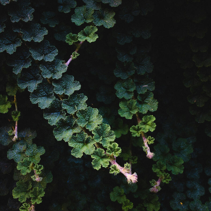 Beautiful Creeping Bush Mallow Leaves