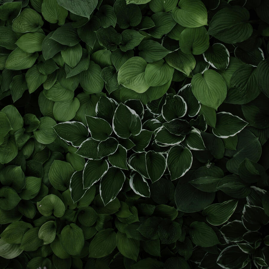 Beautiful Bundle Of Leaves In Different Shades Of Green, With Strokes Of White, As If Painted On