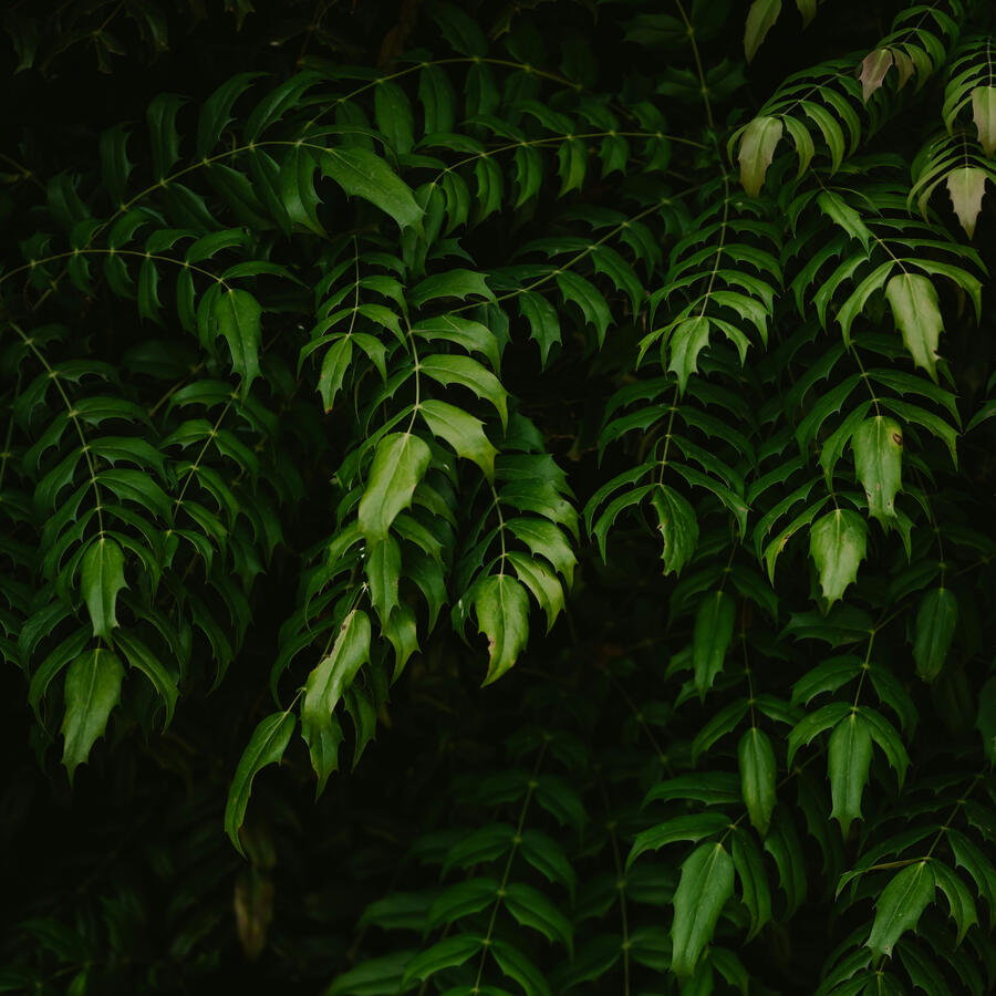 Beautiful Leatherleaf Mahonian Leaves