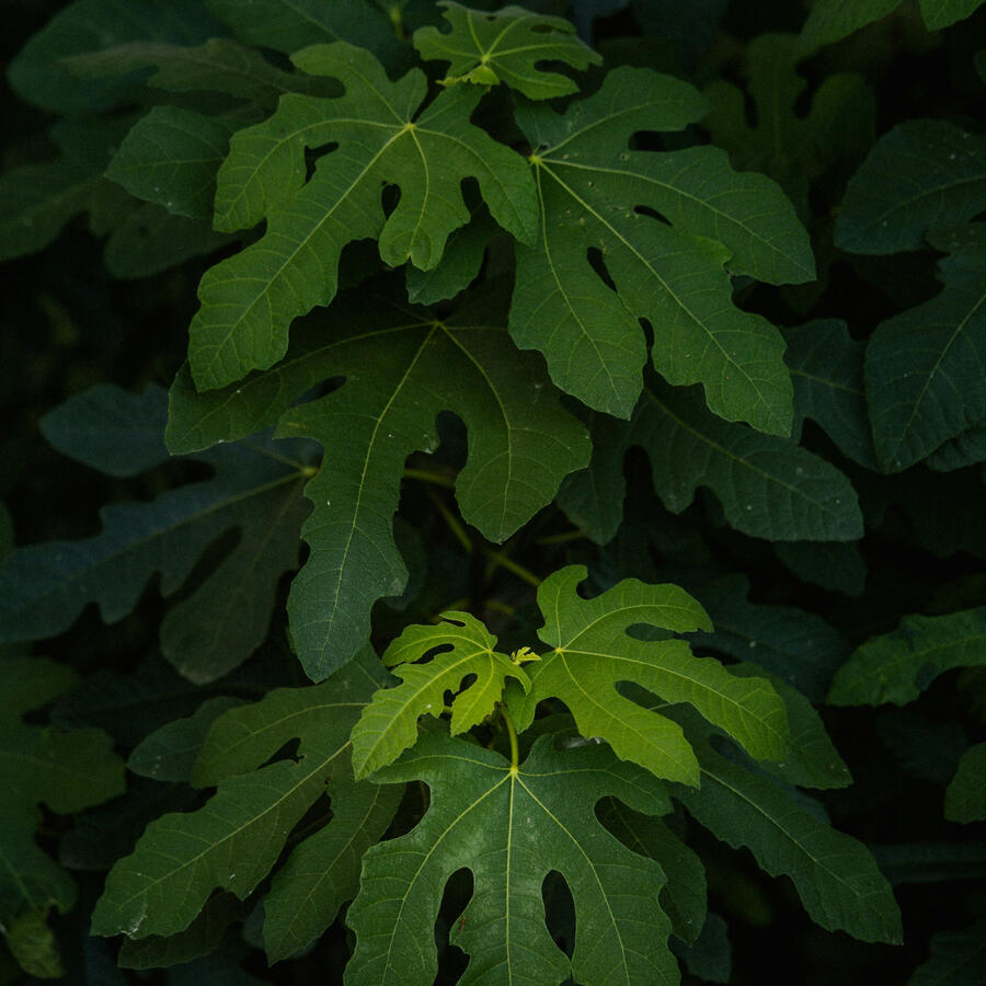 Beautiful Common Fig Leaves