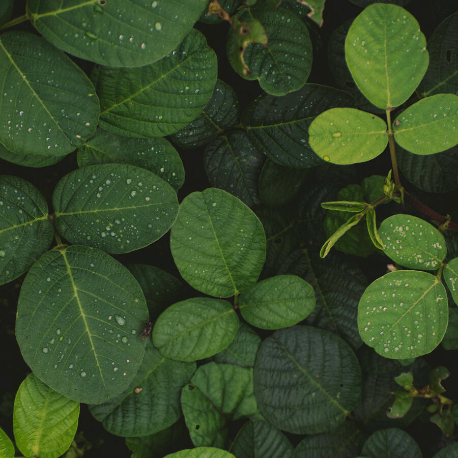 Beautiful Desmodium (Tick-trefoil) Leaves